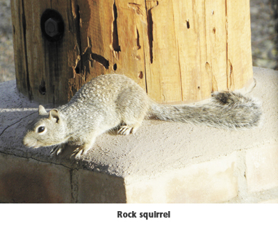 rock squirrel